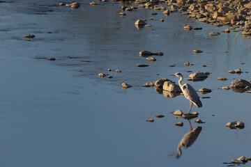 冬の川でエサを探すアオサギ