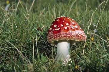 Fly Agaric mushroom (Amanita muscaria) growing on a meadow