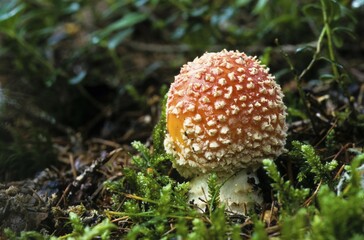 Fly Agaric mushroom (Amanita muscaria) on damp, mossy forest soil