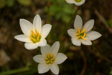 白い6弁の花、タマスダレ