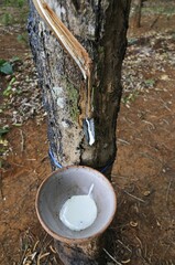 Rubber plantation, Vietnam, Asia