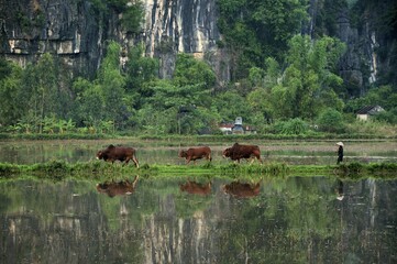 Cowherd driving three cattle, Vietnam, Southeast Asia, Asia