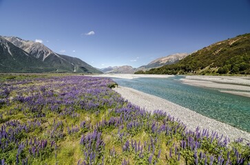 Lupines (Lupinus) on the Waimakariri River, Craigieburn Range, Canterbury, South Island, New...