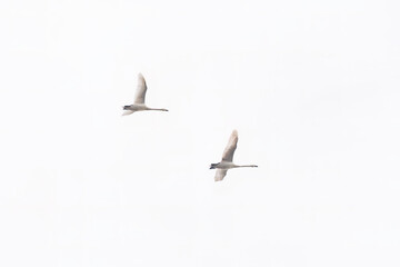 Two mute swans (Cygnus olor) gracefully soaring in the sky. Elegant symmetry, soft lighting, and minimalistic composition highlight their beauty.