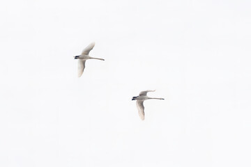 Two mute swans (Cygnus olor) gracefully soaring in the sky. Elegant symmetry, soft lighting, and minimalistic composition highlight their beauty.