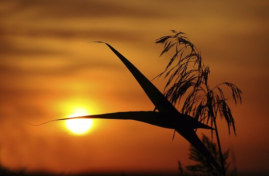 Sunset with reeds