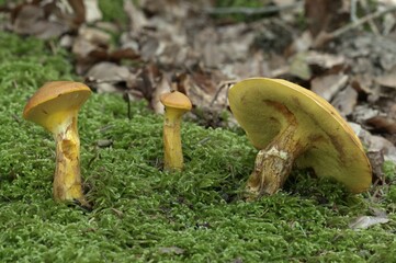 Greville's Bolete, Larch Bolete or Bovine Bolete (Suillus grevillei), Untergroeningen, Baden-Wuerttemberg, Germany, Europe