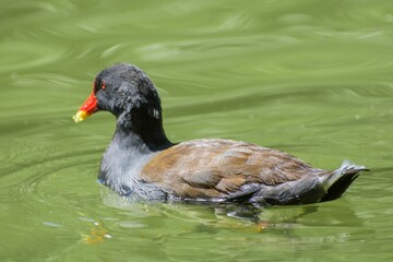 Moorhen gliding on a green pond.