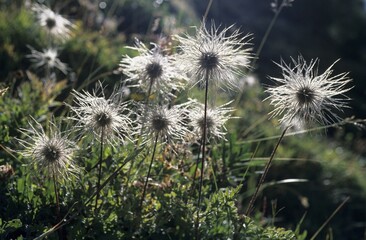 Stand of fruit Wild Man of the Alpine anemone Pulsatilla alpina in backlight near Saas Fee Switzerland