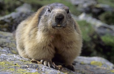 Alpine marmot Marmota marmota