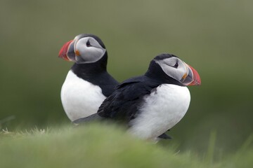 Two puffins (Fratercula arctica), Papey island, Iceland, Europe