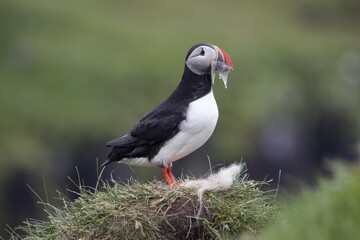 Obraz premium Puffin (Fratercula arctica) with sand eels in beak, Papey island, Iceland, Europe