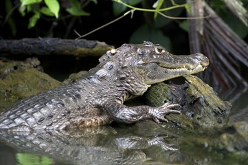 Spectacled caiman or white caiman (Caiman crocodilus), Tortuguero, Tortuguero National Park, Limon,...