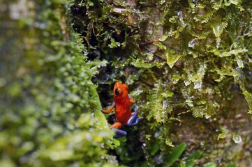 Strawberry poison frog (Oophaga pumilio, Dendrobates pumilio), Laguna del Lagarto Lodge, Alajuela, Costa Rica, Central America