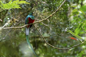 Sleeping Resplendent Quetzal (Pharomacrus mocinno), male, San Gerardo de Dota, San José Province, Costa Rica, Central America