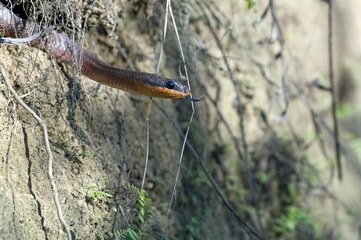 Neotropical Bird Snake or Dos Cocorite (Pseustes poecilonotus), Dos Brazos, Osa Peninsula, Puntarenas Province, Costa Rica, Central America