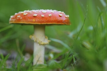 Fly Agaric (Amanita muscaria)