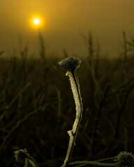 reeds in the morning