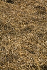 Close-up of a pile of hay in spring, Quebec, Canada, North America
