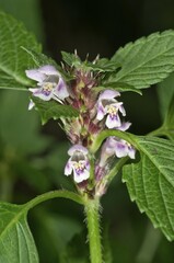 Common Hemp-nettle (Galeopsis tetrahit), blossoms, Untergroeningen, Baden-Wuerttemberg, Germany, Europe