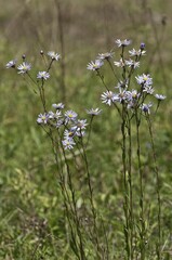European Michaelmas Daisy (Aster amellus), Degenfeld, Baden-Wuerttemberg, Germany, Europe