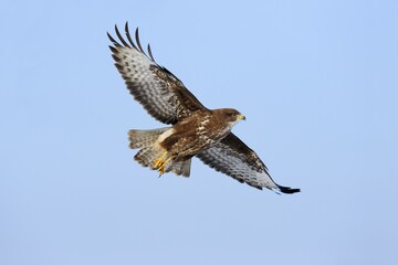 Common Buzzard (Buteo buteo) in flight, Swabian Alb biosphere reserve, Baden-Württemberg, Germany, Europe