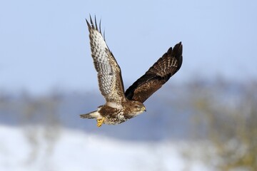 Common Buzzard (Buteo buteo) in flight over a snow-covered landscape, Swabian Alb biosphere...