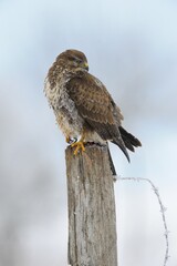 Common Buzzard (Buteo buteo) perched on a pole in a paddock, plumage covered with hoarfrost, Swabian Alb biosphere reserve, Baden-Württemberg, Germany, Europe