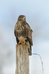 Common Buzzard (Buteo buteo) perched on a pole in a paddock, Swabian Alb biosphere reserve, Baden-Württemberg, Germany, Europe