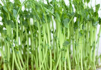 Natural background in green, leaves of peas microgreens in detail. Microgreens as symbol of healthy eating against white.