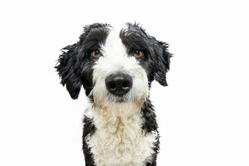 Portrait attentive and serious Spaniel water dog puppy looking at camera. Isolated on white background