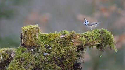 Robin (Erithacus rubecula) perched on a spruce branch covered in beard lichen, Swabian Alb biosphere reserve, Baden-Württemberg, Germany, Europe