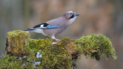 Jay (Garrulus glandarius) perched on a tree stump, Fischen, Allgäu, Bavaria, Germany, Europe