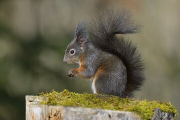 Red Squirrel (Sciurus vulgaris), black morph, perched on tree stump, Fischen, Allgäu, Bavaria, Germany, Europe