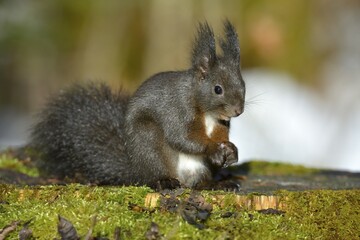 Red Squirrel (Sciurus vulgaris), black morph, perched on a tree stump, Fischen, Allgäu, Bavaria, Germany, Europe