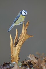 Blue Tit (Cyanistes caeruleus) perched on deer antlers in the show, Swabian Alb biosphere reserve,...