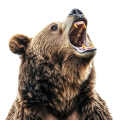 Open mouthed Bear White Background on transparent background.