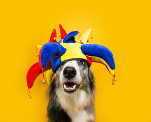 Portrait funny border collide dog celerbrating carnival, halloween party dresses as clown...