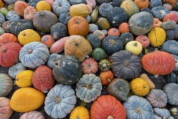 Different varieties of pumpkins, squashes and gourds (Cucurbita pepo), Baden-Württemberg, Germany,...