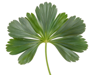 A green leaf with distinct lobes and a smooth texture, showcasing natural beauty.