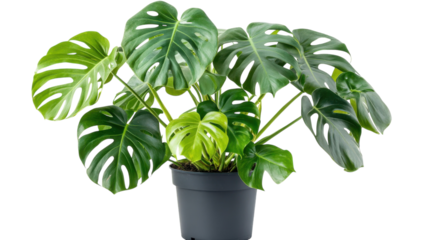 Monstera plant with lush leaves in a pot displayed against a white background