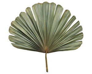 A fan-shaped palm leaf with distinct ribbing and a greenish hue.