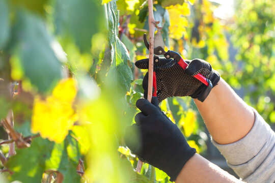 A farmer removes diseased grape clusters in a vineyard. Caring for grape bushes. Pinching and pruning grapes.