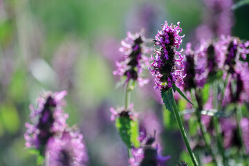 Blooming medical plant Betony (Stachys Officinalis)
