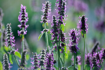 Blooming medical plant Betony (Stachys Officinalis)