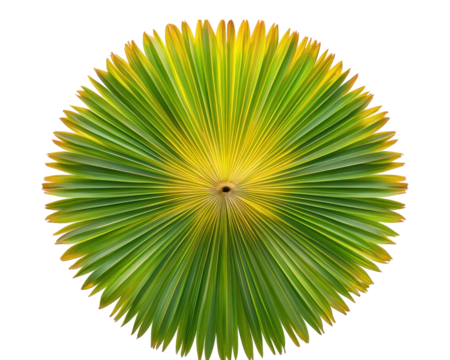 A circular arrangement of green and yellow palm leaves, resembling a sunburst pattern.