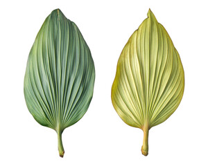 Naklejka premium Two leaves with distinct textures and colors, showcasing nature's diversity.