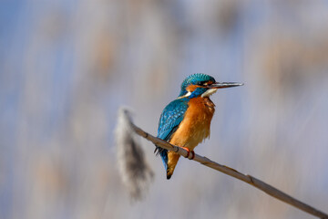 kingfisher perched on branch