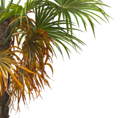 palm tree leaves  isolated on transparent background. PNG palm tree branch isolated on transparent background. big palm tree with green leaves PNG. Isolated palm tree corner frame. side of palm tree.