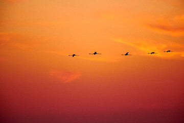 Silhouettes of flying flamingos.
A flock of flamingos flies against the backdrop of the sunset sky.
Kurgalzhinsky reserve.Kazakhstan.
Flamingos are a type of wading bird in the family Phoenicopteridae